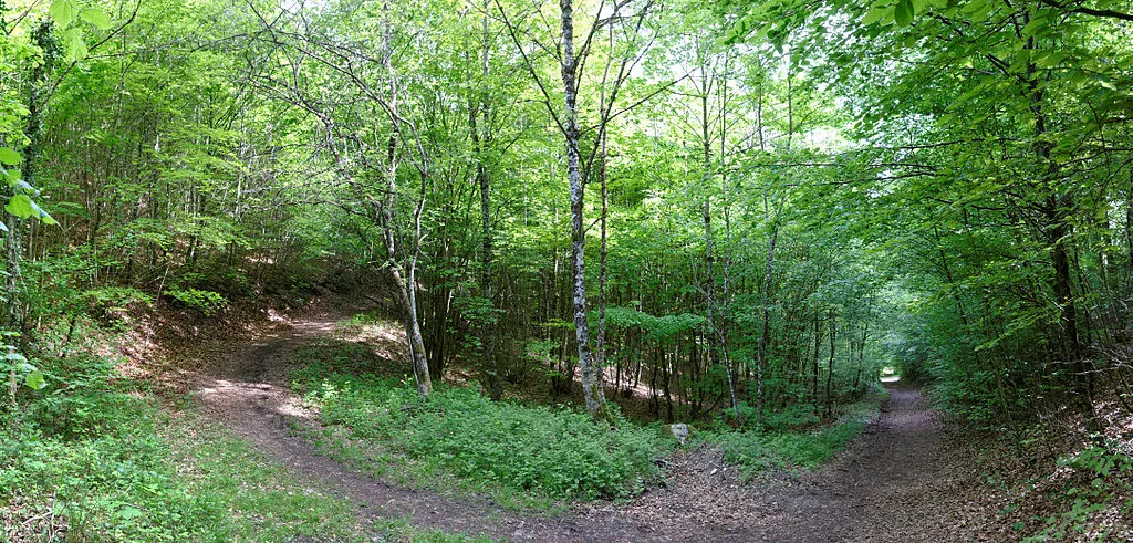 Allée cavalière dans la forêt du Val Suzon