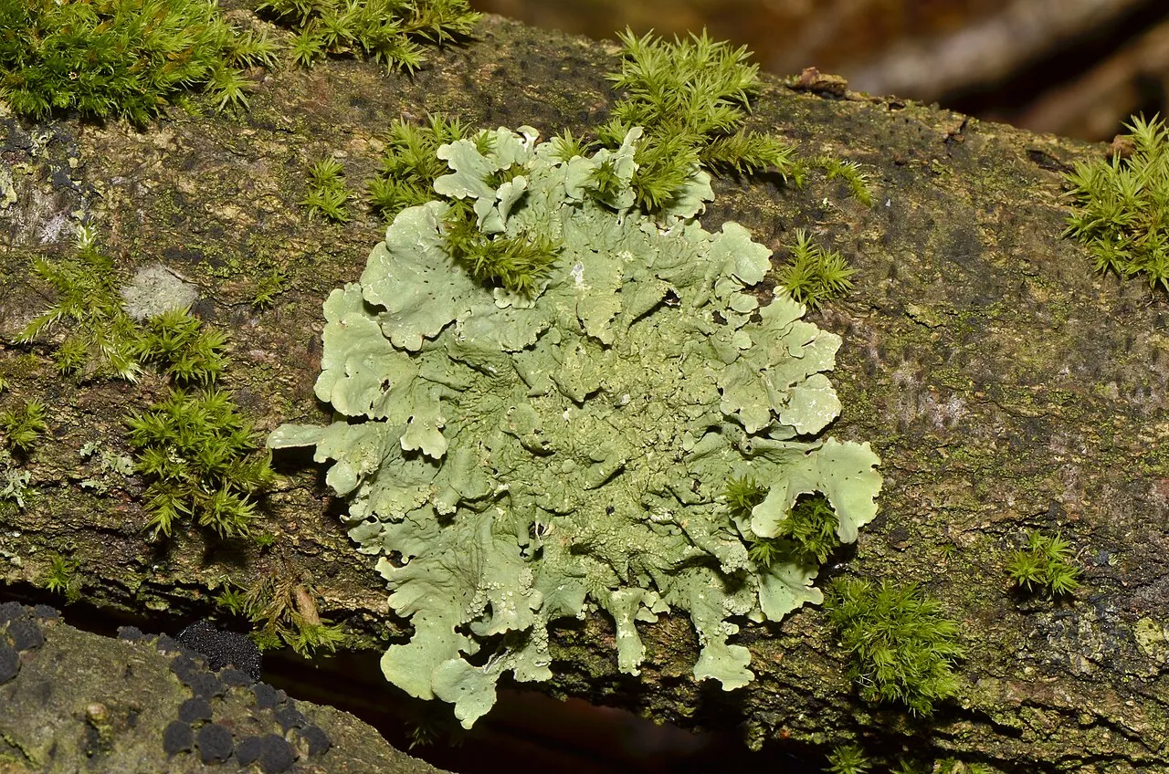 Lichen sur un arbre