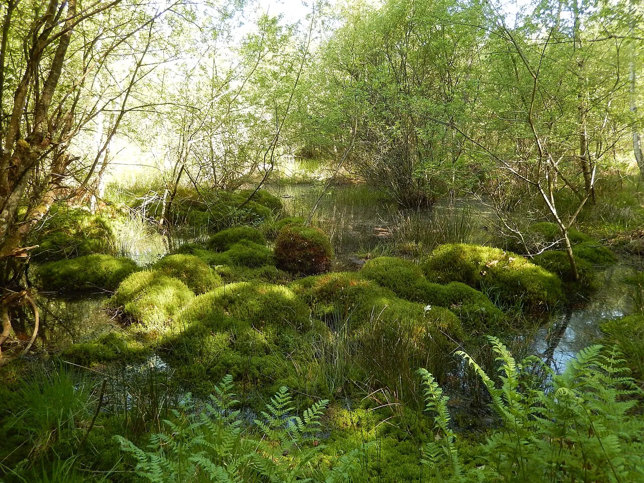 Réserve naturelle régionale des Mardelles de Prémery