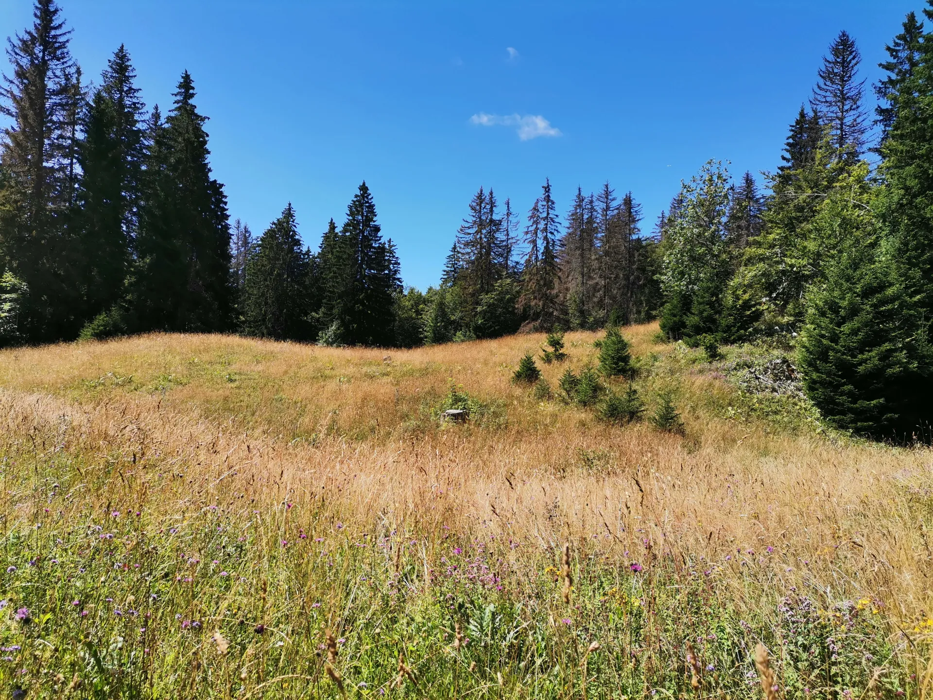 Le bois du Goua dans le Jura