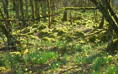 Forêt d'Arc en Barrois en Haute-Marne