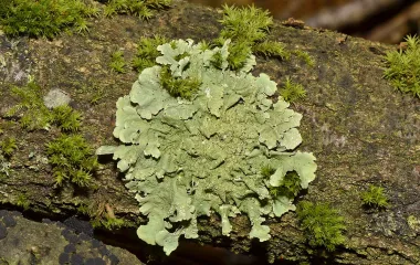 Lichen sur un arbre