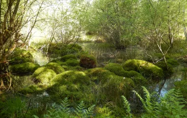 Réserve naturelle régionale des Mardelles de Prémery
