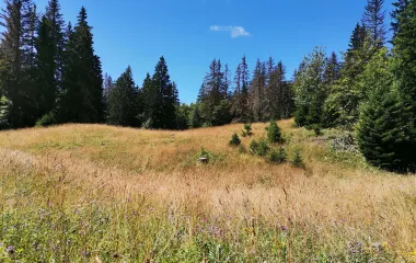 Le bois du Goua dans le Jura